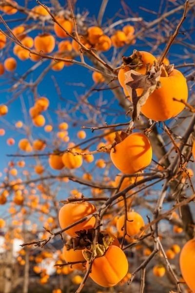 why they out persimmons on money
