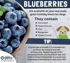 can dogs have blueberries